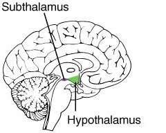 Functions of Hypothalamus= Homeostasis 1. Control of pituitary gland & ANS It secretes several hormones that influence the pituitary gland. 2. Temperature regulation. 3. Control of appetite. 4.
