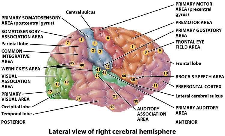 As stated earlier, the fissures that can be seen on the lobes of the cerebral cortex, are not a random pattern. The fissures serve to separate areas of the brain with different functions.