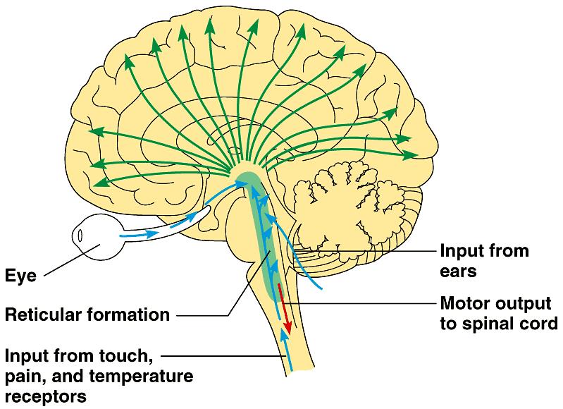 Midbrain Involved in the integration of sensory information