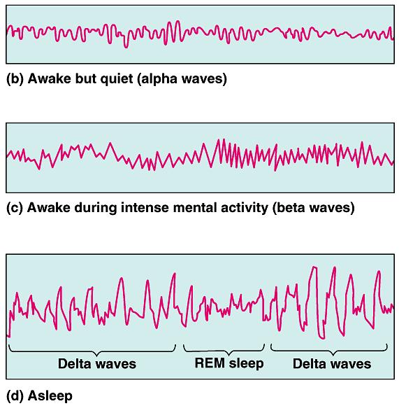 Reticular Formation Sleep & wakefulness produces patterns of electrical activity in the brain