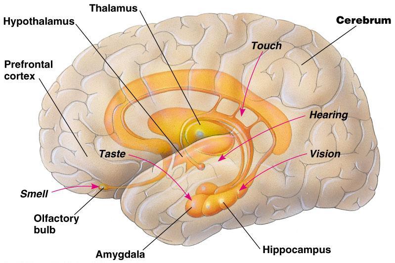 Limbic system Mediates basic emotions (fear, anger), involved in emotional bonding,