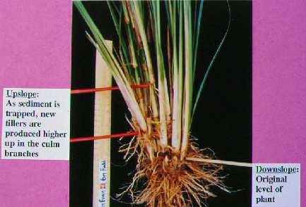 This image shows the uniqueness of vetiver s propagation ability. When soil builds up behind a vetiver grass plant new roots grow from nodes on the culm.