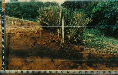 This classic photo from Malaysia (rainfall 2,500 mm) shows the cross section of a two year old vetiver hedgerow on a 5% slope.
