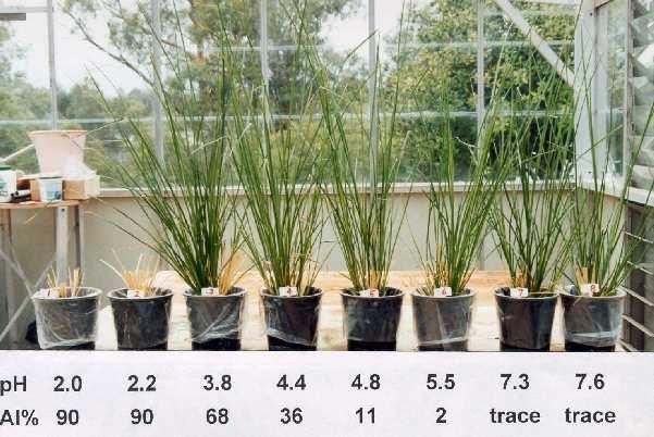 Vetiver Grows Under Extremely Acidic Conditions Vetiver thrives at soil ph=3.