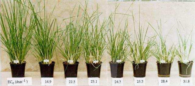 Vetiver is Highly Tolerant to Saline Conditions Vetiver can survive at soil salinity level of Ecse = 47.