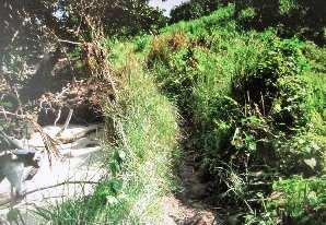 Vetiver Longevity This Vetiver row planted in 1912 on a coastal path in Vanuatu, a South Pacific Island, to control coastal erosion, it has