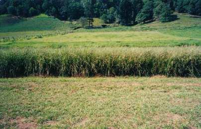 Vetiver Characteristics - Stems Erect stems up to 3m tall