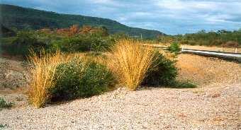 Vetiver Characteristics - Resilience Thrives in a variety of soils: sandy, saline, water logged, highly
