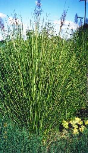 Vetiver Shoots Vetiver is a C4 plant exhibiting superior growth characteristics.