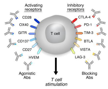 T cell Targets for Antibody Therapy Enhancing T cell stimulation to promote tumor destruction Agonistic