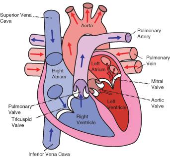 The chambers of the heart and the valves between them are shown here.