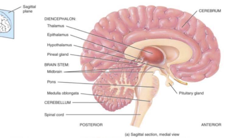 Gross Morphology of the Brain Done by : Marah Marahleh & Razan Krishan *slides in bold Principal Parts of the Brain Cerebrum : largest part of the brain Diencephalon Thalamus & hypothalamus
