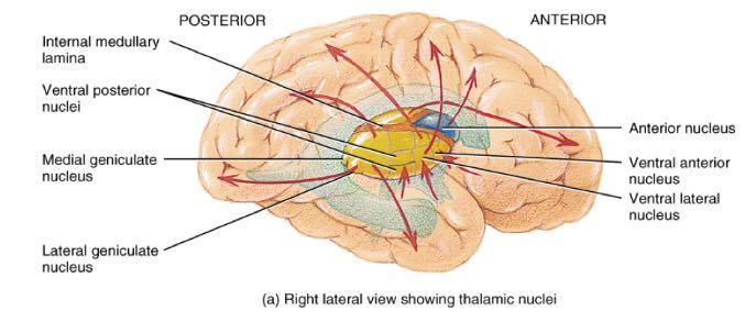 or so nuclei in 4 major regions mammillary bodies are relay station for olfactory reflexes; infundibulum suspends the pituitary gland
