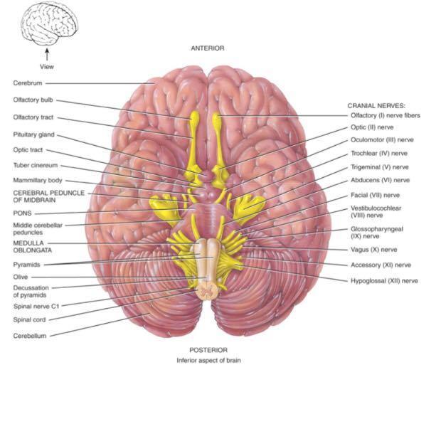 Brainstem: Medulla Oblongata Continuation of spinal cord Ascending sensory tracts Descending motor tracts Nuclei of 5 cranial nerves Cardiovascular center force & rate of heart beat