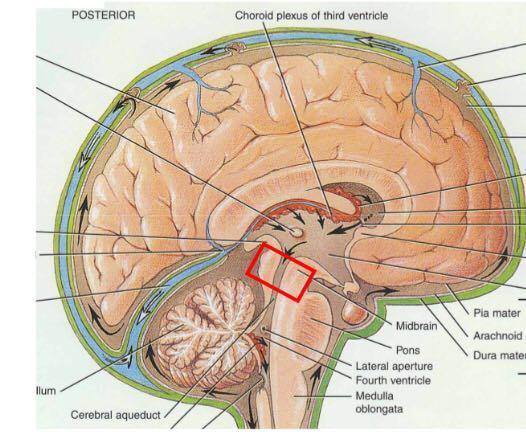 Brainstem: Midbrain One inch in length Extends from pons to diencephalon Cerebral aqueduct connects 3rd ventricle above to 4thventricle below.