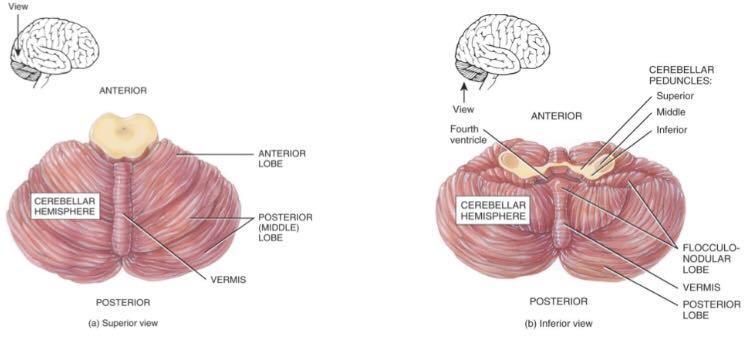 equilibrium Limbic System The limbic system is a set of brain structures located on both sides of the thalamus, immediately beneath the cerebrum.