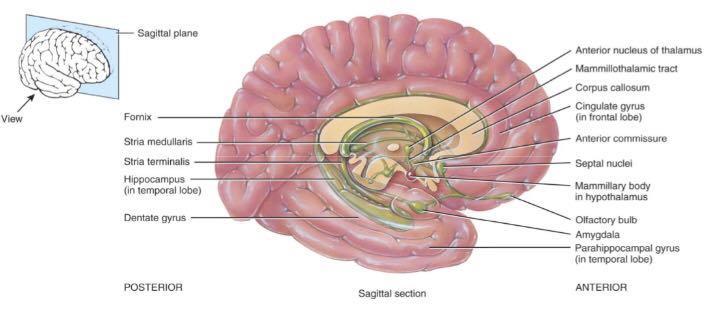 connect different sensory & motor nuclei all over the brain where there is a nuclei it's part of the limbic system :- ex thalamus