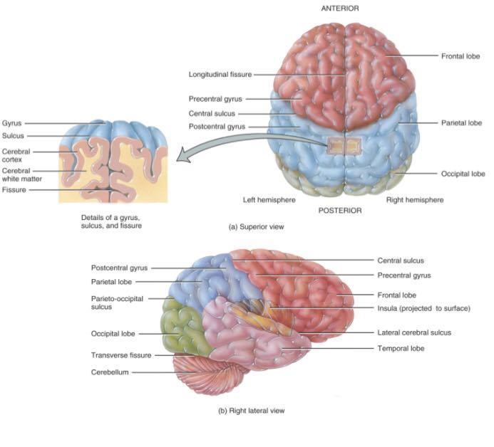 -the cerebrum lies above the tentorium cerebella Lobes and Fissures Every elevated part of the cortex is called gyri & the depression between them is called
