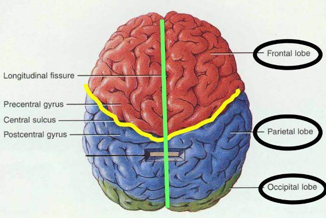 Longitudinal fissure (green) into which projects the falx cerebri Frontal lobe - Central sulcus (yellow) : the central sulcus between frontal & parietal lobe