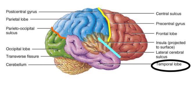 precentral & postcentral gyrus Parietal lobe - Parieto occipital sulcus begins from the lateral side but is clearer from the medial side so it s much easier