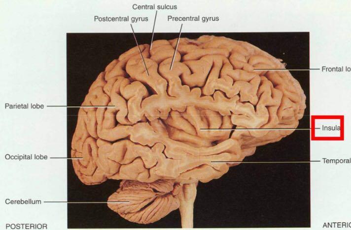 Insula within Lateral Fissure *parasagittal section Somatotopic Organization of Cortex (Homunculus) **the
