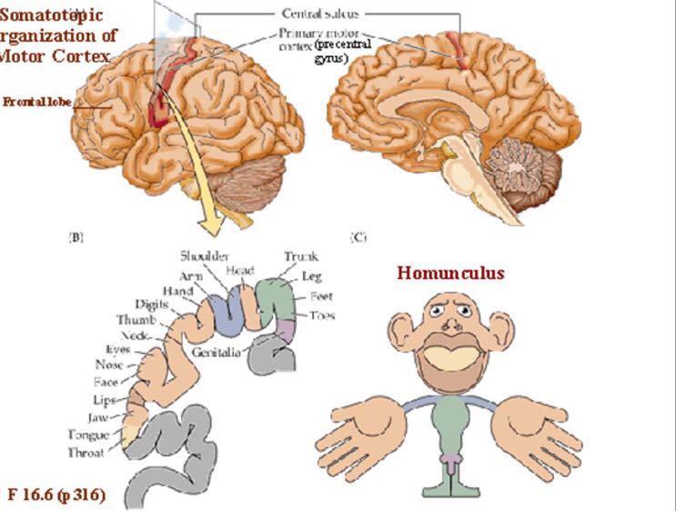 responsible for primary motor function so damage to this gyri could cause paralysis whereas the postcentral