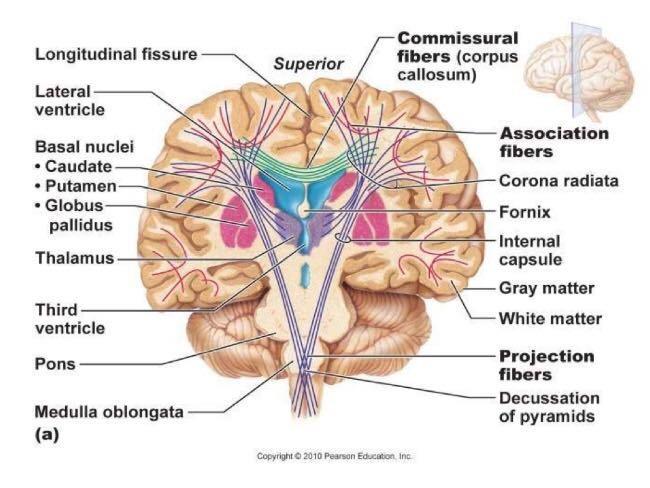 Commissural Fibers Examples : Corpus callosum Ant Rostrum connect right &left frontal lobe Genu end with Forceps minor most anterior part Body Connect the hemisphere of temporal & occipital lobe Post