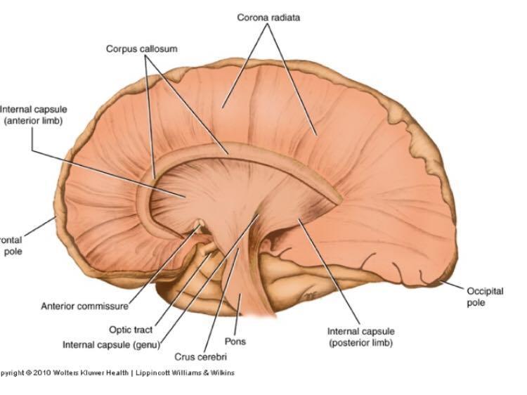 the corona radiata ;then they get smaller on their way to the brainstem or SC and when they reach the diencephalon they are called