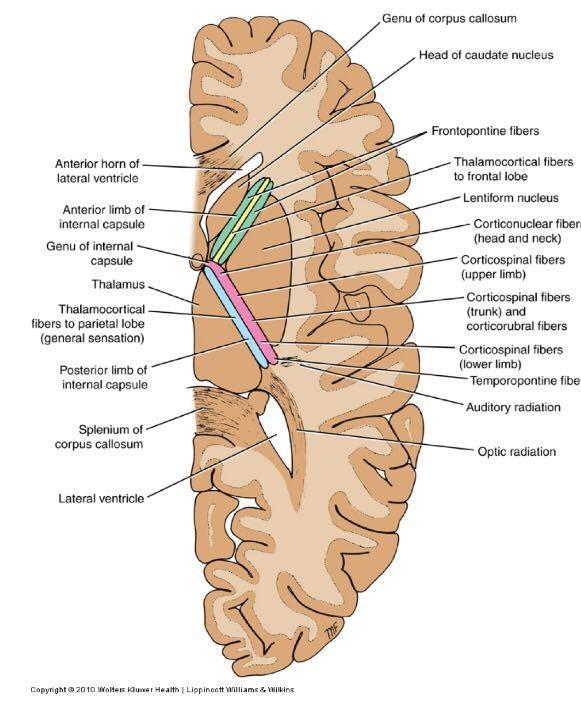 Somatotopic Organization of Internal Capsule Association Fibers Short association fibers Connect adjacent gyri within the lobe itself.