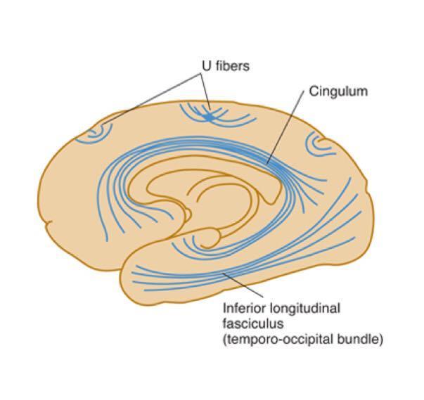 Inferior longitudinal fasciculus Note: most ant part of the frontal lobe is associated with attention& thought while the temporal lobe is associated with memory Cingulum Occipital & temporal lobes