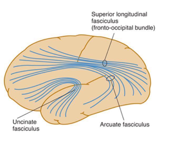 Cuneus & lingual gyri -in order to serve a certain function the brain act in circuits and association fibers are responsible for connecting these circuits.