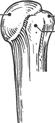 12. The figure below is an anterior view of the thoracic cage.