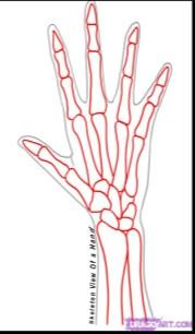 Lippert pg 174 Osteology of the Hand 5 metacarpals 5 proximal phalanges 4 middle phalanges 5 distal phalanges