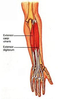 CMC, MCP and IP flexion of the thumb Extensor Digitorum Lateral epicondyle of the humeruscommon extensor