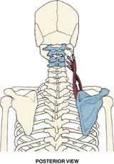 Muscles of Scapular Movement: Levator Scapulae Muscles of Scapular
