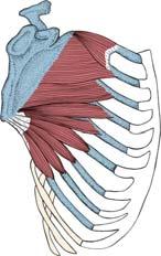 border of the scapula, from root of scapular spine to inferior angle