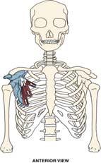 Muscles of Scapular Movement: Pectoralis Minor O: ribs 1-9 (lateral