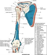 anterior medial border of scapula I: coracoid process of scapula 9 10