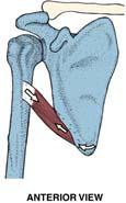 ribs 9-12 (posterior surface), posterior iliac