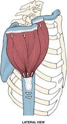 Teres Minor Subscapularis O: superior half of the lateral border of the scapula O: subscapular fossa of