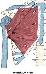 Major O: lateral third of the clavicle, acromion process, scapular spine O: medial half of clavicle, edge