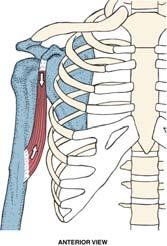 (lateral region) 21 22 Coracobrachialis Muscles of Lesson Three O: coracoid process of the scapula I: