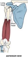 Muscles of Elbow Movement: Biceps Brachii Muscles of Elbow Movement: Brachialis O: supraglenoid tubercle of scapula (long