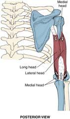 posterior proximal humeral shaft (lateral head), posterior distal humeral shaft (medial head) I: olecranon process 27 28