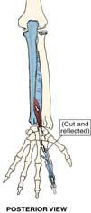 Extensor Digiti Minimi Extensor Indicis O: lateral epicondyle of the humerus O: distal ulnar shaft I: middle and distal digits of fifth finger I: middle and distal digits of index finger (second