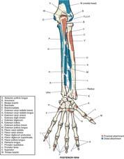 tendons of two muscles 51 52 Wrist, and Hand Wrist, and Hand Attachment sites for muscles of the