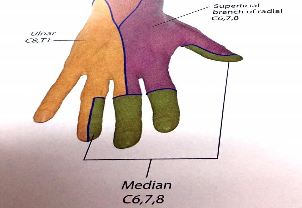 - The Ring Finger is supplied by both the Median & Ulnar Nerves; therefore it s the line of demarcation in the skin of the hand.