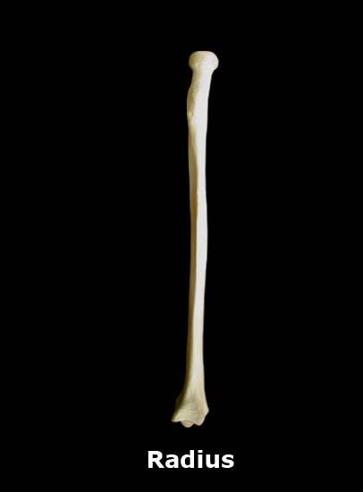 General description: Radius (the outer bone of fore arm) :- The radius, situated on the lateral side of the ulna, is the shortest bone of the three long bones of the arms of upper extremity.