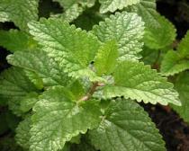 37. LEMON BALM (Melissa Officinalis) The lemon balm is a perennial herb with a square stem that can grow up to 60cm in height. Its flowers are white, blue-white or yellow-white.
