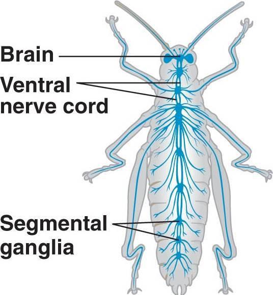 Evolution of the nervous system Insect Sophisticated NS Coordinated movement Developed senses
